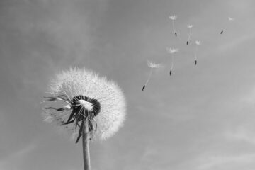 Dandelion photo by blickpixel via Pixabay